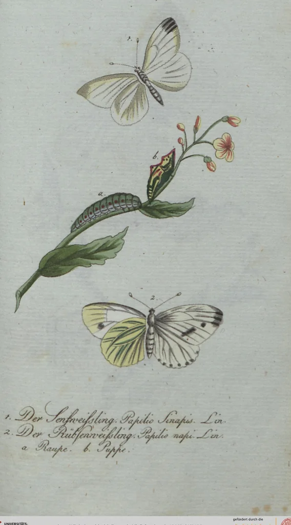 An illustration from (Band 4): Viertes Hundert, 1802, leaf 198