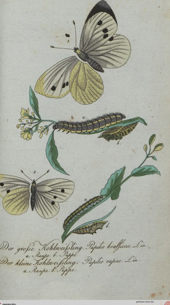 An illustration from (Band 4): Viertes Hundert, 1802, leaf 199