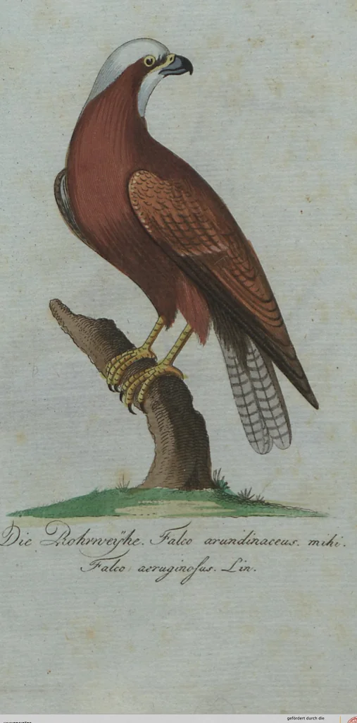 An illustration from (Band 4): Viertes Hundert, 1802, leaf 203
