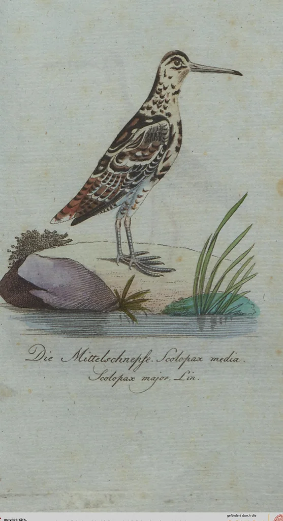 An illustration from (Band 4): Viertes Hundert, 1802, leaf 204