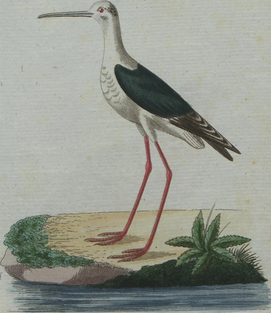An illustration from (Band 4): Viertes Hundert, 1802, leaf 205