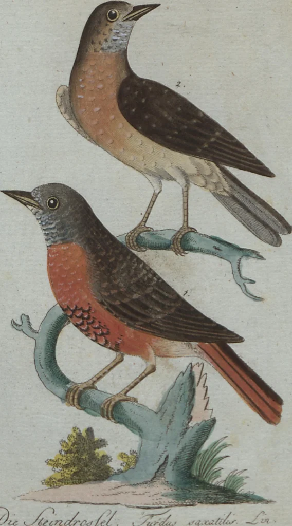 An illustration from (Band 4): Viertes Hundert, 1802, leaf 207