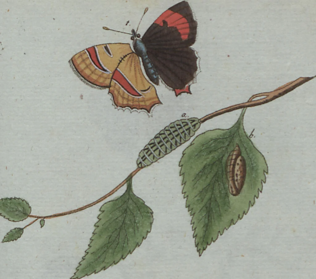 An illustration from (Band 4): Viertes Hundert, 1802, leaf 208