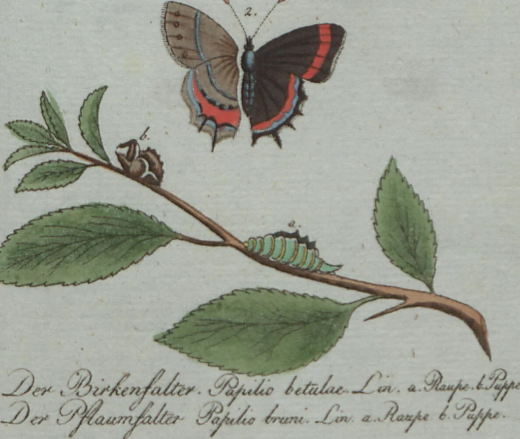 An illustration from (Band 4): Viertes Hundert, 1802, leaf 208