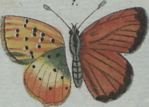 An illustration from (Band 4): Viertes Hundert, 1802, leaf 210