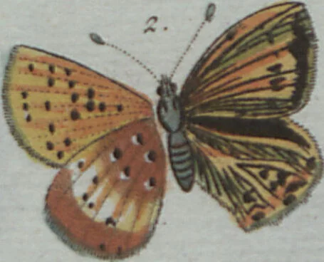 An illustration from (Band 4): Viertes Hundert, 1802, leaf 210