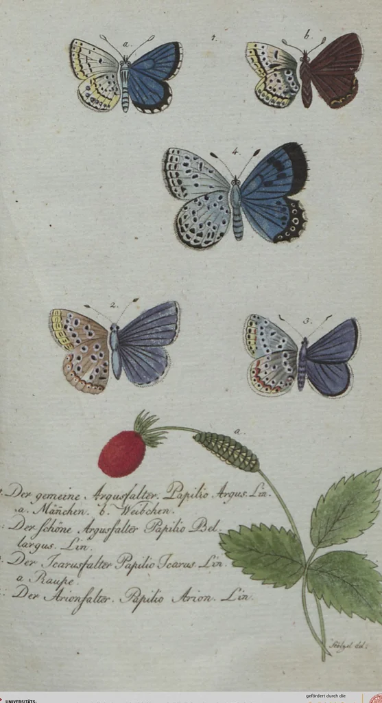 An illustration from (Band 4): Viertes Hundert, 1802, leaf 211