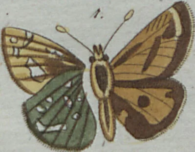 An illustration from (Band 4): Viertes Hundert, 1802, leaf 212