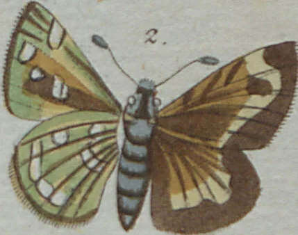 An illustration from (Band 4): Viertes Hundert, 1802, leaf 212