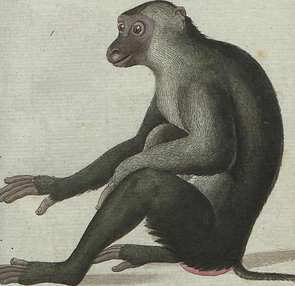 An illustration from (Band 4): Viertes Hundert, 1802, leaf 95
