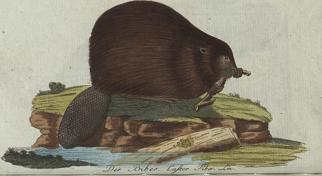 An illustration from (Band 4): Viertes Hundert, 1802, leaf 96