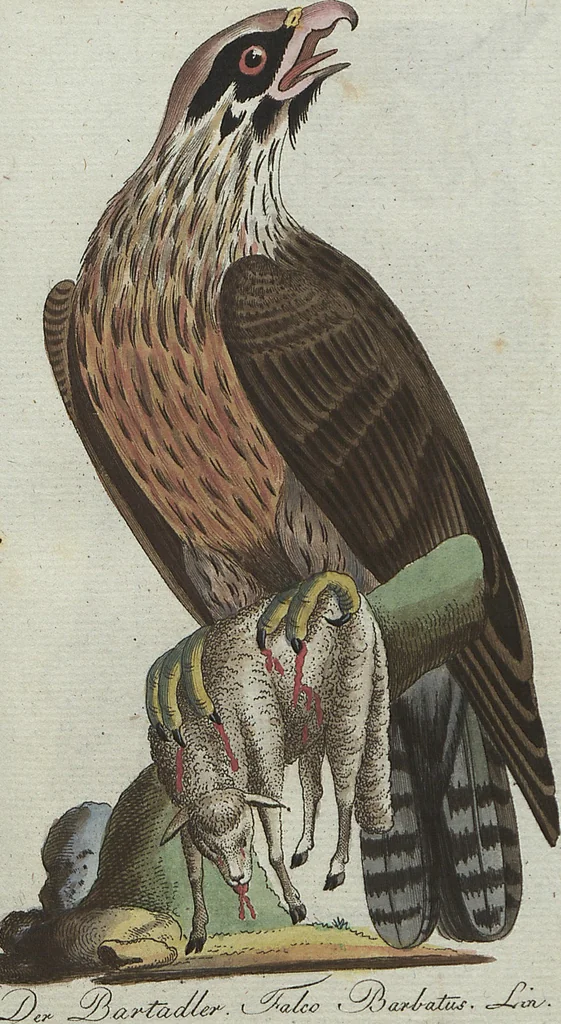 An illustration from (Band 4): Viertes Hundert, 1802, leaf 97