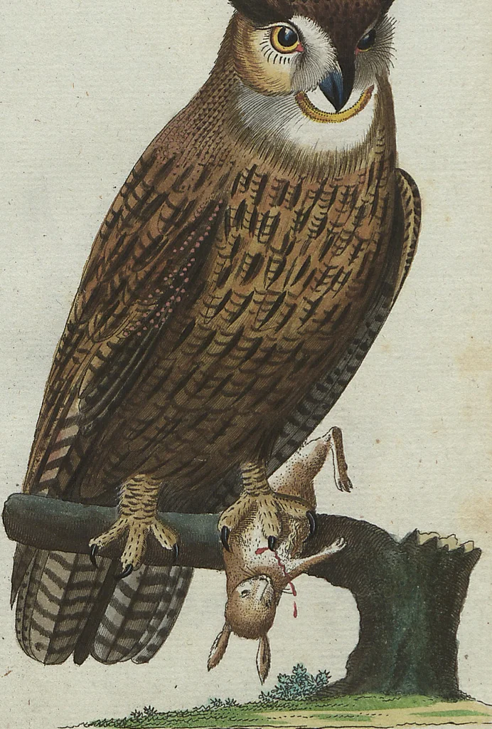 An illustration from (Band 4): Viertes Hundert, 1802, leaf 98