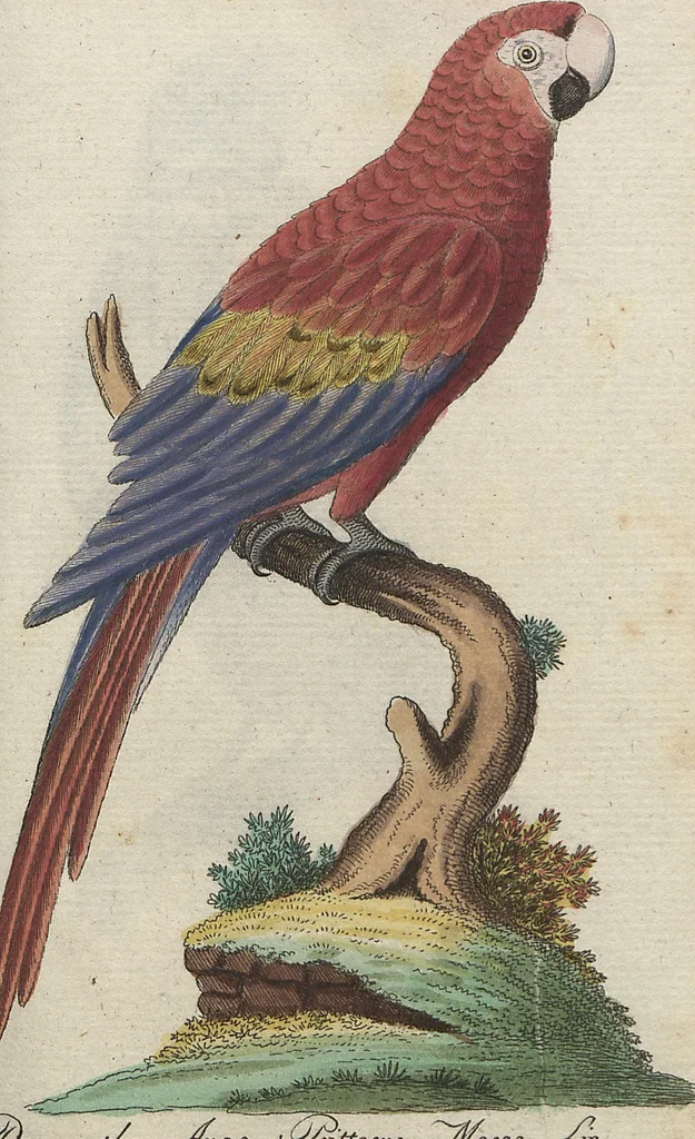 An illustration from (Band 4): Viertes Hundert, 1802, leaf 99
