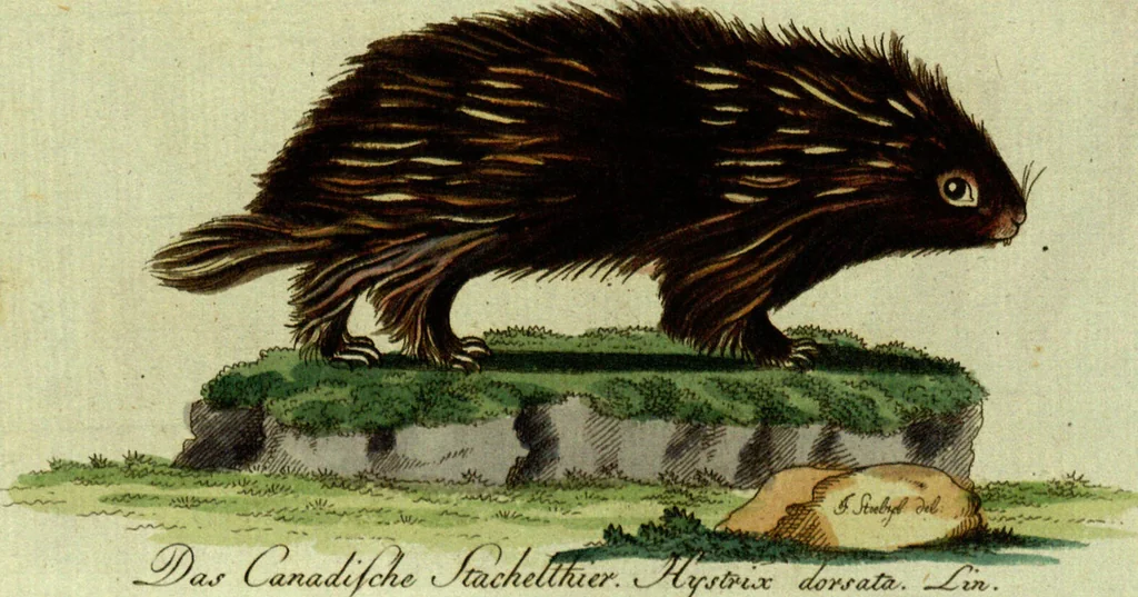 An illustration from (Band 5): Fünftes Hundert, 1804, leaf 100