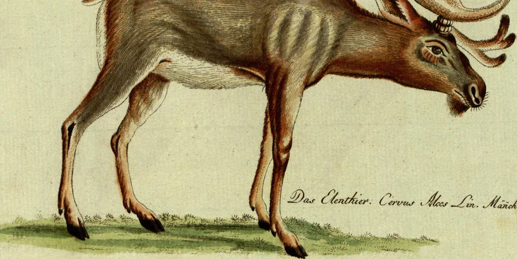 An illustration from (Band 5): Fünftes Hundert, 1804, leaf 101
