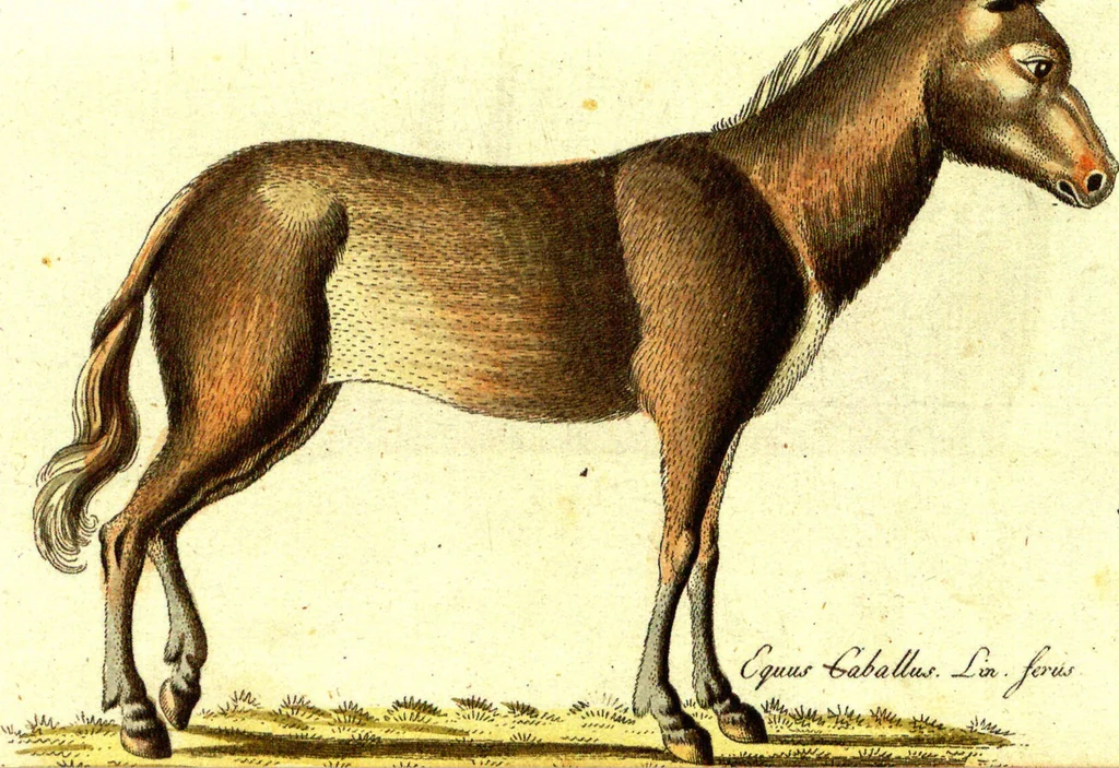 An illustration from (Band 5): Fünftes Hundert, 1804, leaf 102
