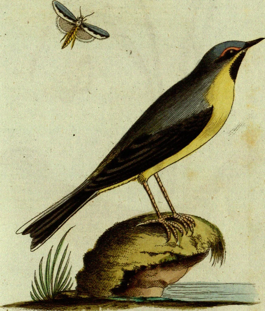 An illustration from (Band 5): Fünftes Hundert, 1804, leaf 104