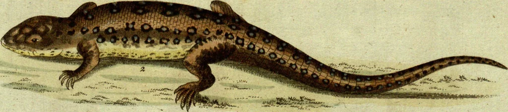 An illustration from (Band 5): Fünftes Hundert, 1804, leaf 106