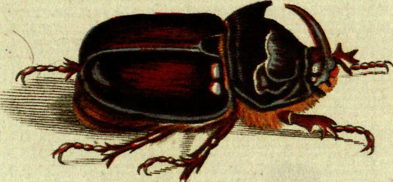 An illustration from (Band 5): Fünftes Hundert, 1804, leaf 107