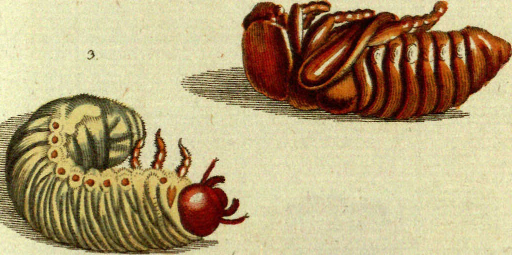 An illustration from (Band 5): Fünftes Hundert, 1804, leaf 107