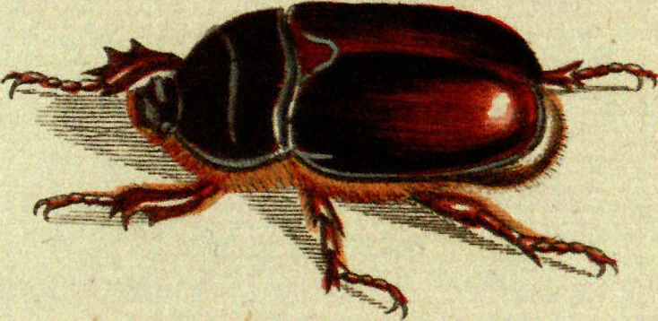 An illustration from (Band 5): Fünftes Hundert, 1804, leaf 107