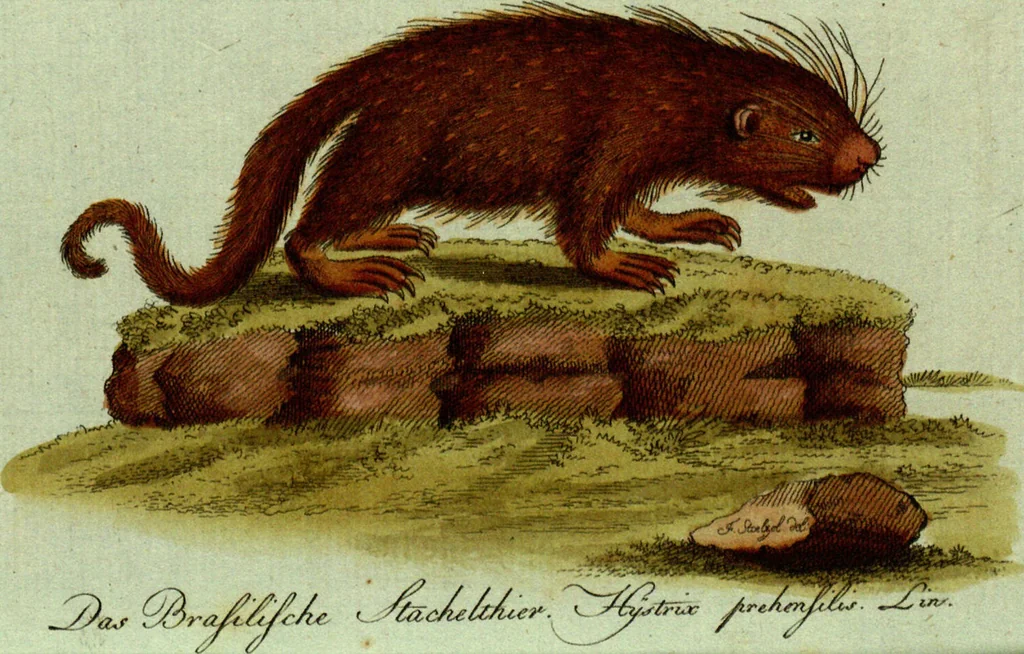 An illustration from (Band 5): Fünftes Hundert, 1804, leaf 111