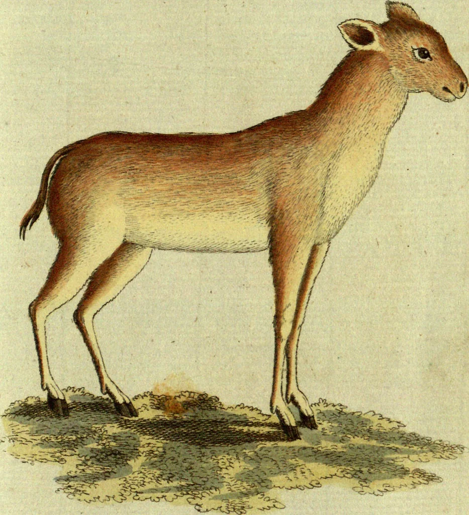 An illustration from (Band 5): Fünftes Hundert, 1804, leaf 112