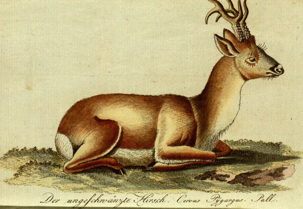 An illustration from (Band 5): Fünftes Hundert, 1804, leaf 113