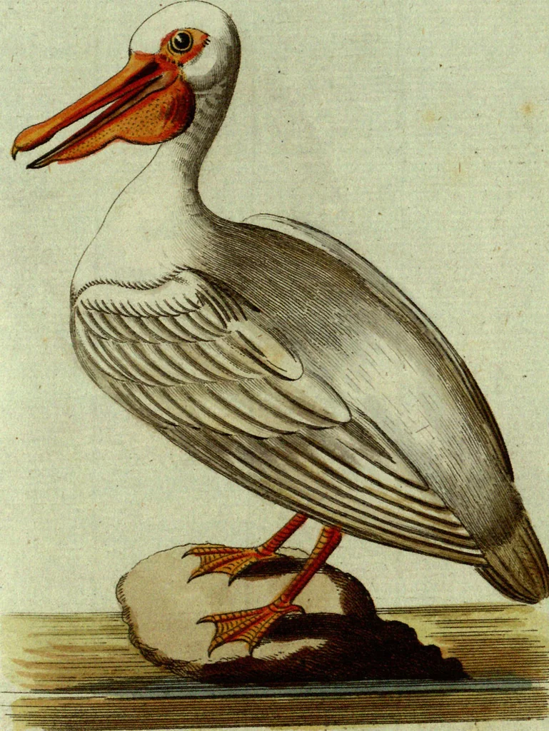 An illustration from (Band 5): Fünftes Hundert, 1804, leaf 114