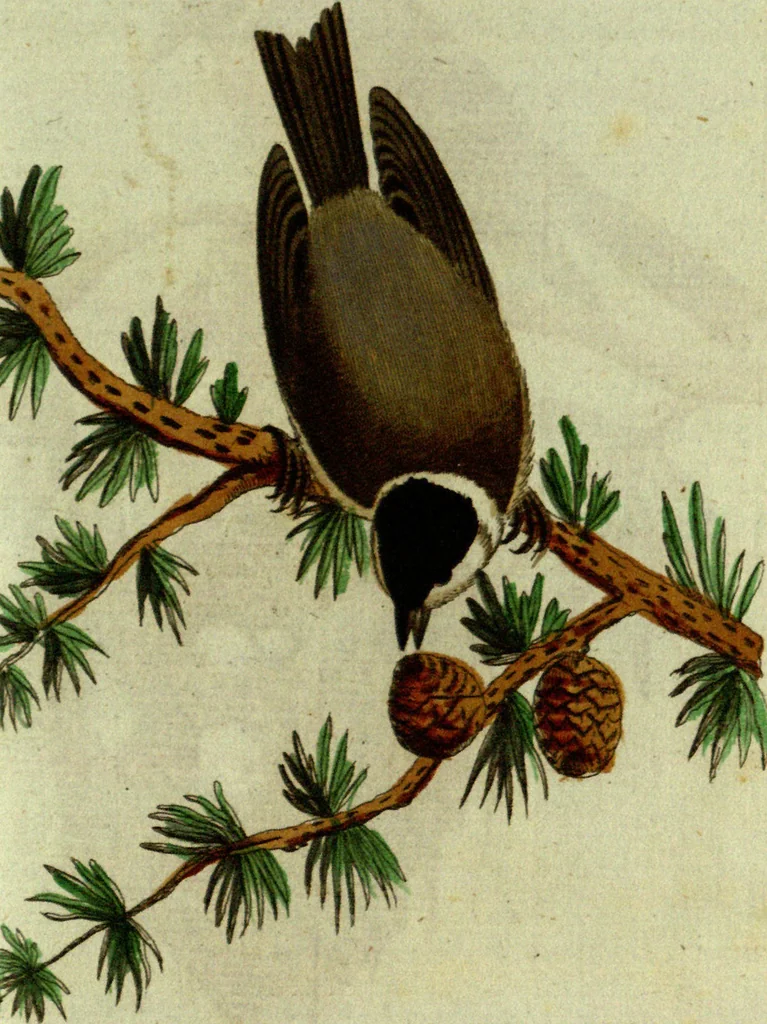 An illustration from (Band 5): Fünftes Hundert, 1804, leaf 115