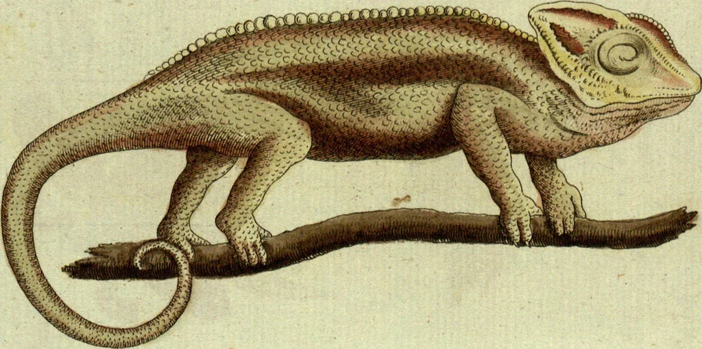 An illustration from (Band 5): Fünftes Hundert, 1804, leaf 118