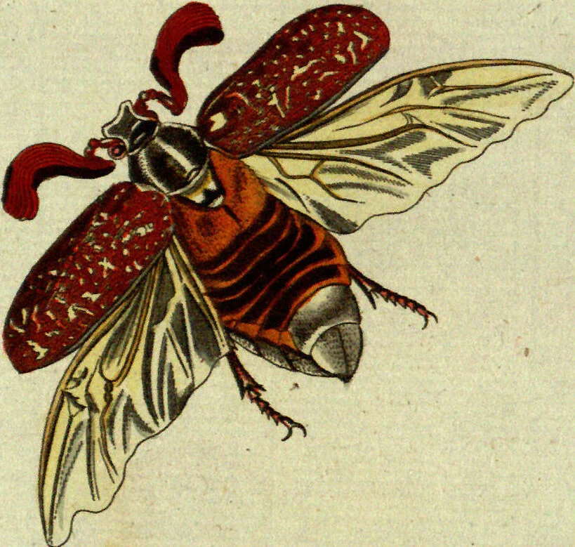 An illustration from (Band 5): Fünftes Hundert, 1804, leaf 119