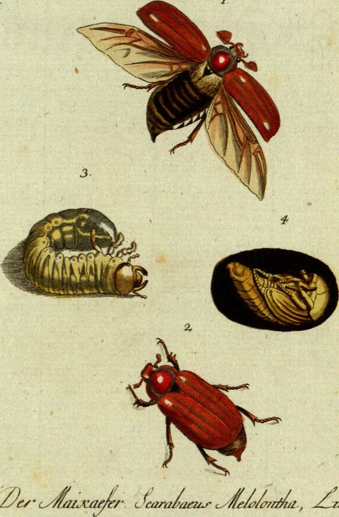 An illustration from (Band 5): Fünftes Hundert, 1804, leaf 120