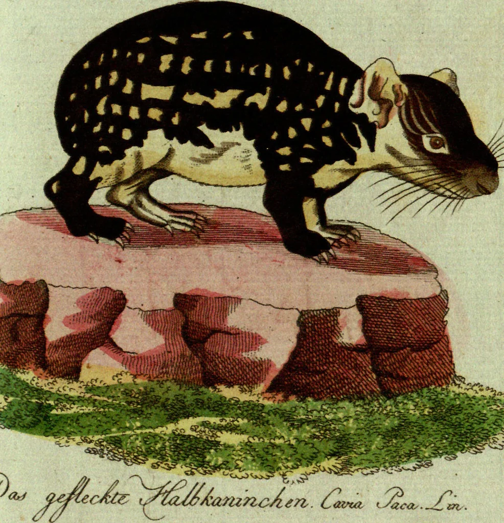 An illustration from (Band 5): Fünftes Hundert, 1804, leaf 123