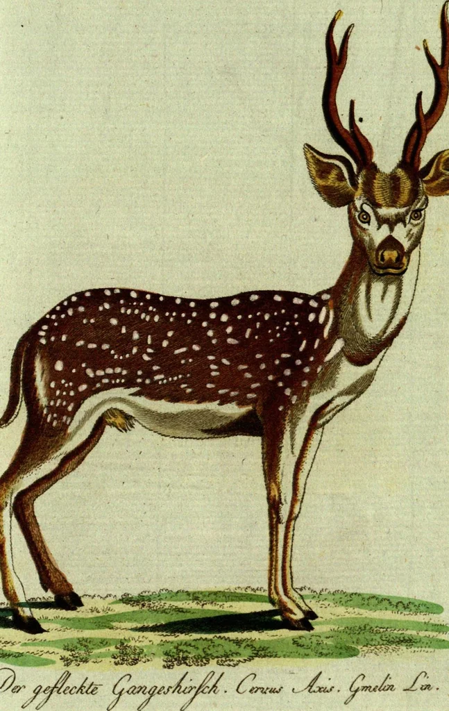 An illustration from (Band 5): Fünftes Hundert, 1804, leaf 124