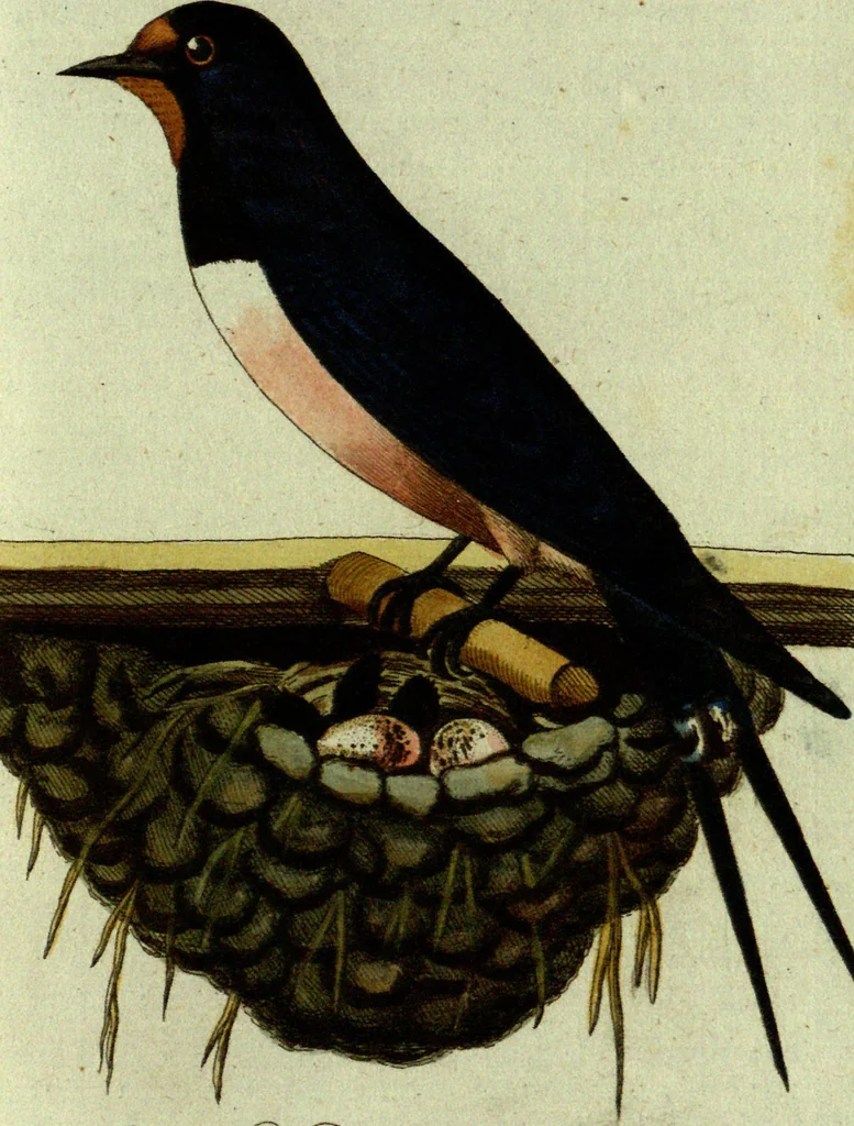 An illustration from (Band 5): Fünftes Hundert, 1804, leaf 126