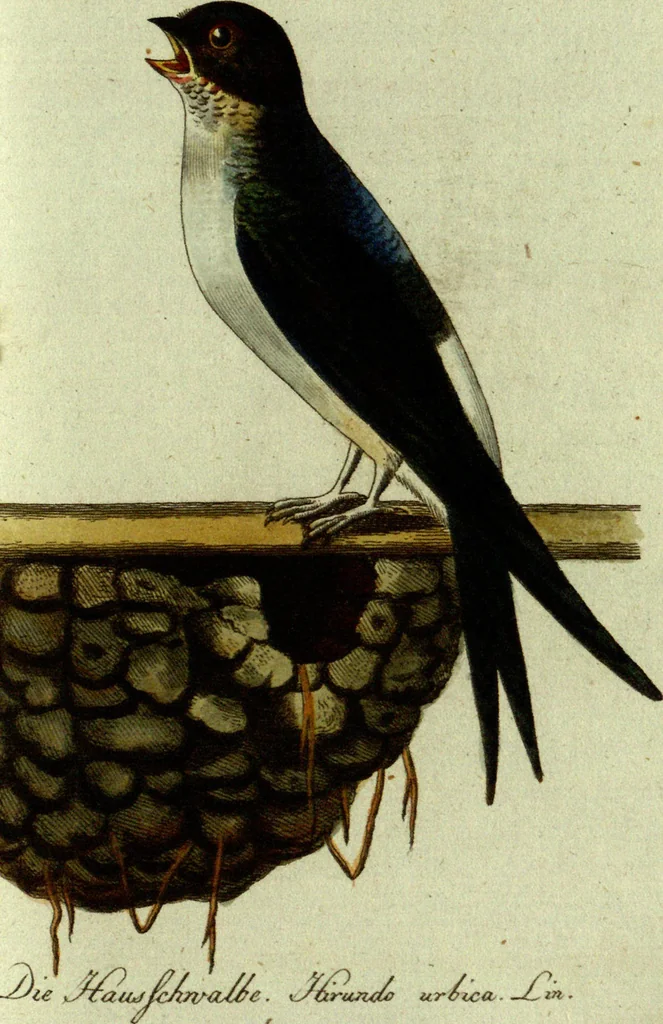 An illustration from (Band 5): Fünftes Hundert, 1804, leaf 127