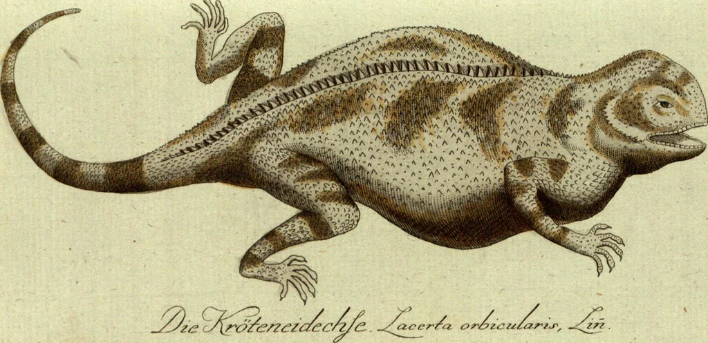 An illustration from (Band 5): Fünftes Hundert, 1804, leaf 129