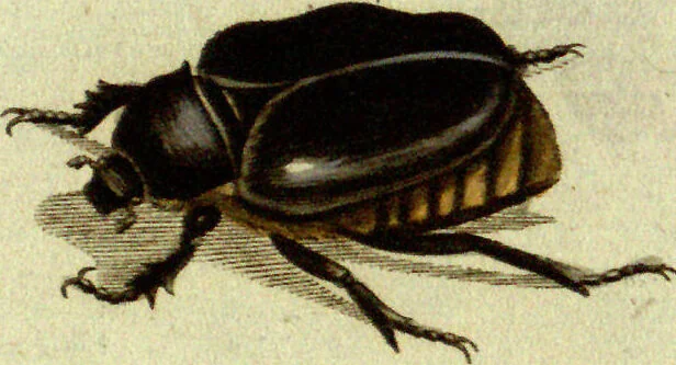 An illustration from (Band 5): Fünftes Hundert, 1804, leaf 130