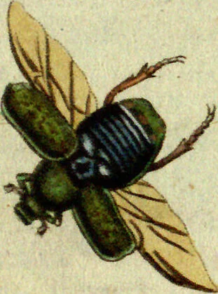 An illustration from (Band 5): Fünftes Hundert, 1804, leaf 131