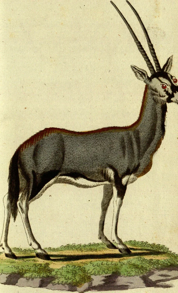 An illustration from (Band 5): Fünftes Hundert, 1804, leaf 138