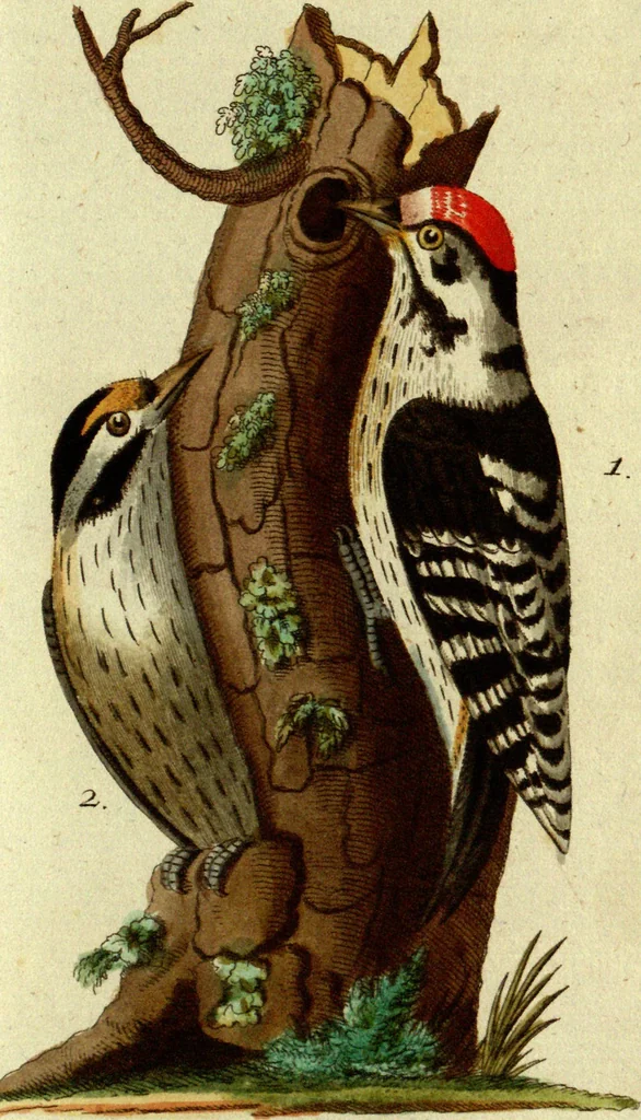 An illustration from (Band 5): Fünftes Hundert, 1804, leaf 139