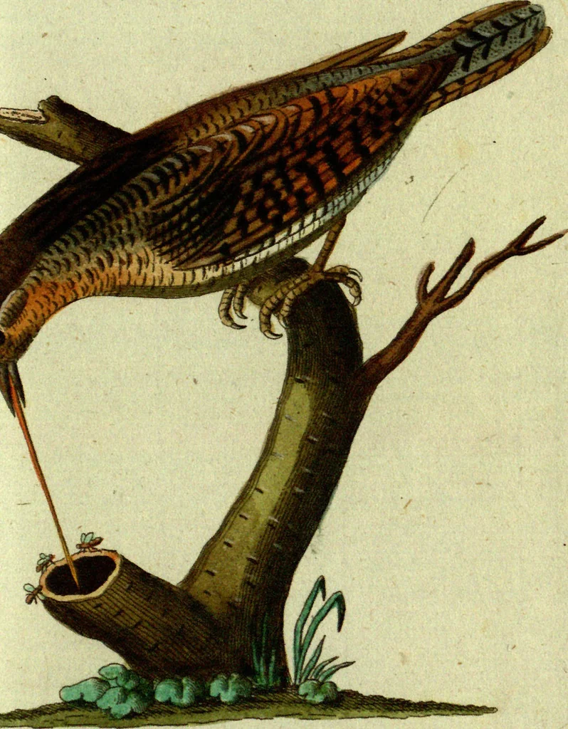 An illustration from (Band 5): Fünftes Hundert, 1804, leaf 140
