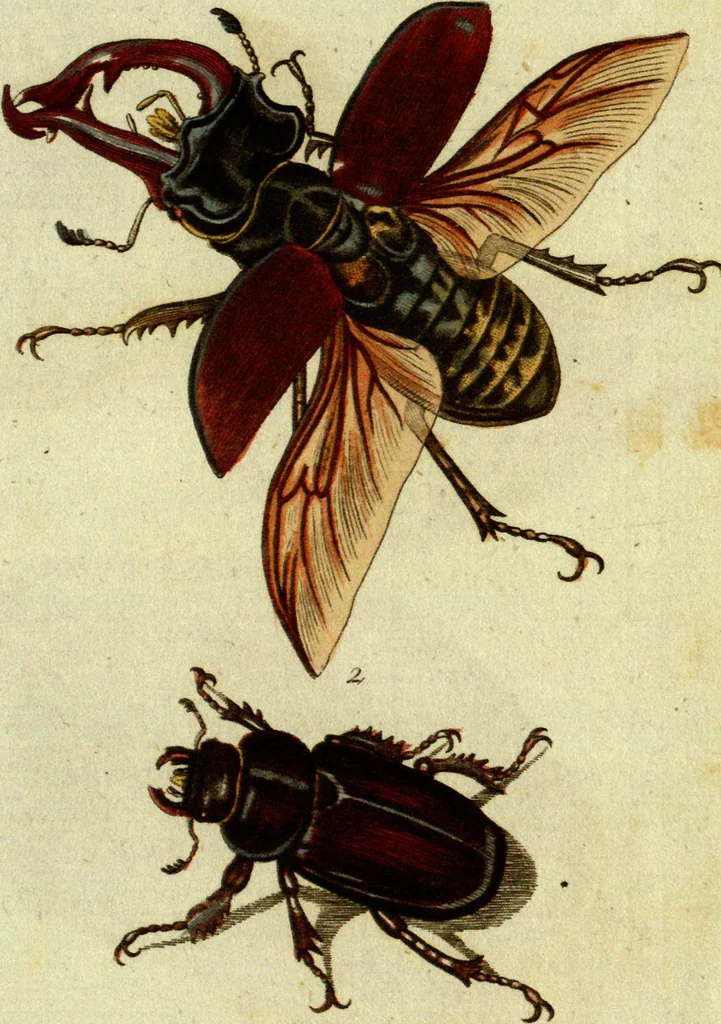 An illustration from (Band 5): Fünftes Hundert, 1804, leaf 142