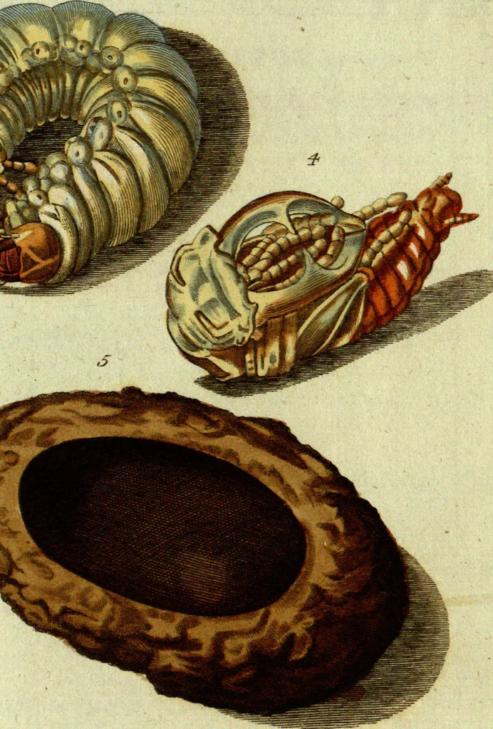 An illustration from (Band 5): Fünftes Hundert, 1804, leaf 143