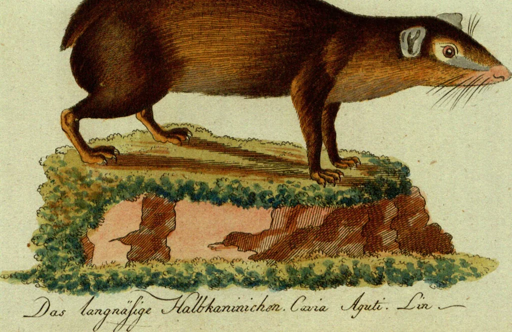 An illustration from (Band 5): Fünftes Hundert, 1804, leaf 146
