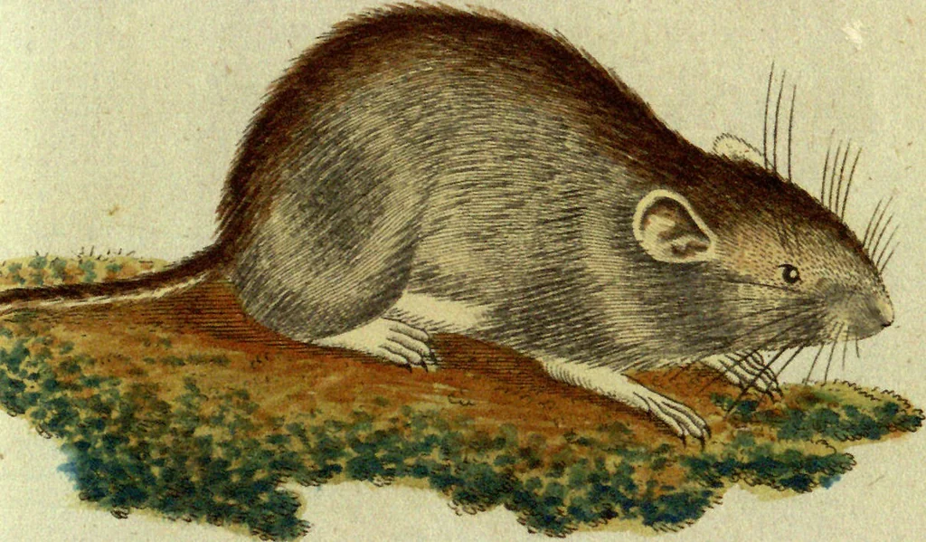 An illustration from (Band 5): Fünftes Hundert, 1804, leaf 147