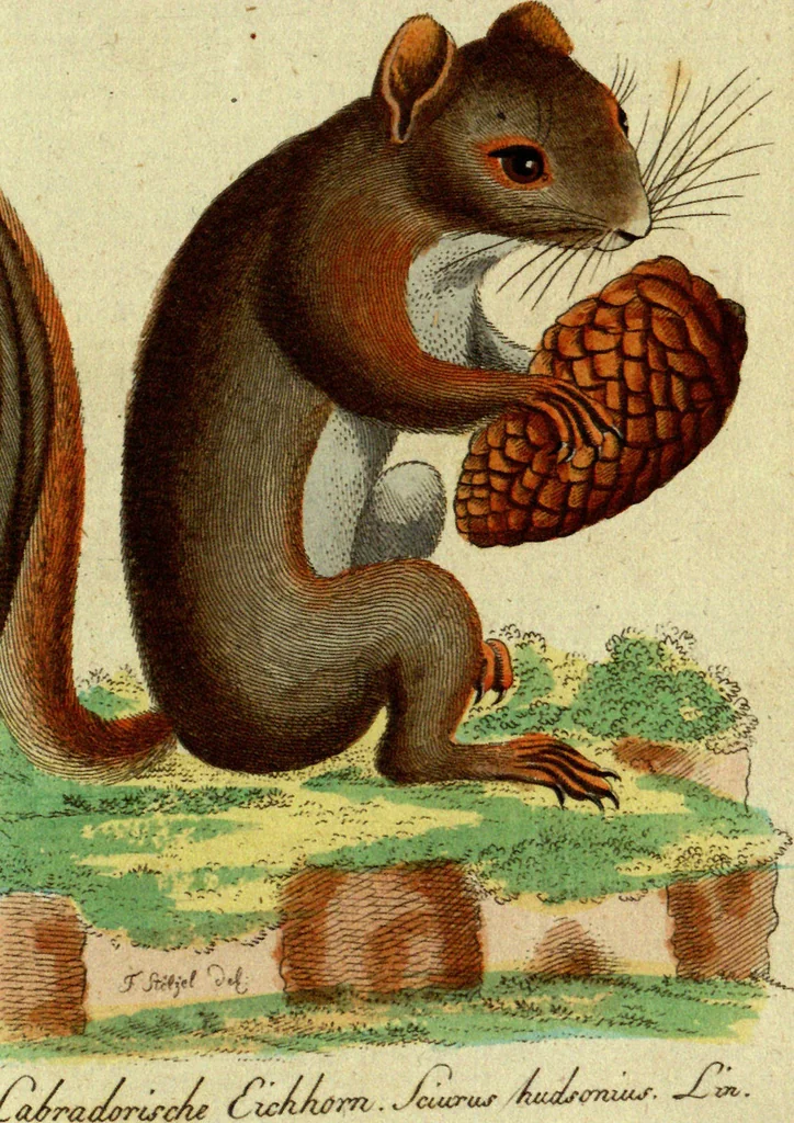 An illustration from (Band 5): Fünftes Hundert, 1804, leaf 148