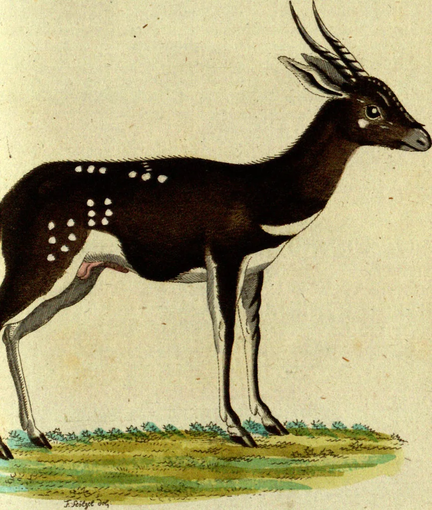 An illustration from (Band 5): Fünftes Hundert, 1804, leaf 149